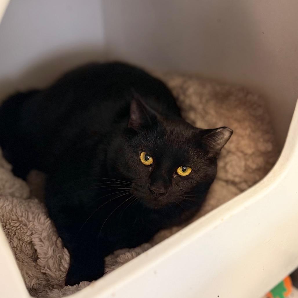 Enlarge Decker, a Adoptable Domestic Short Hair in Portage, MI image 3/4