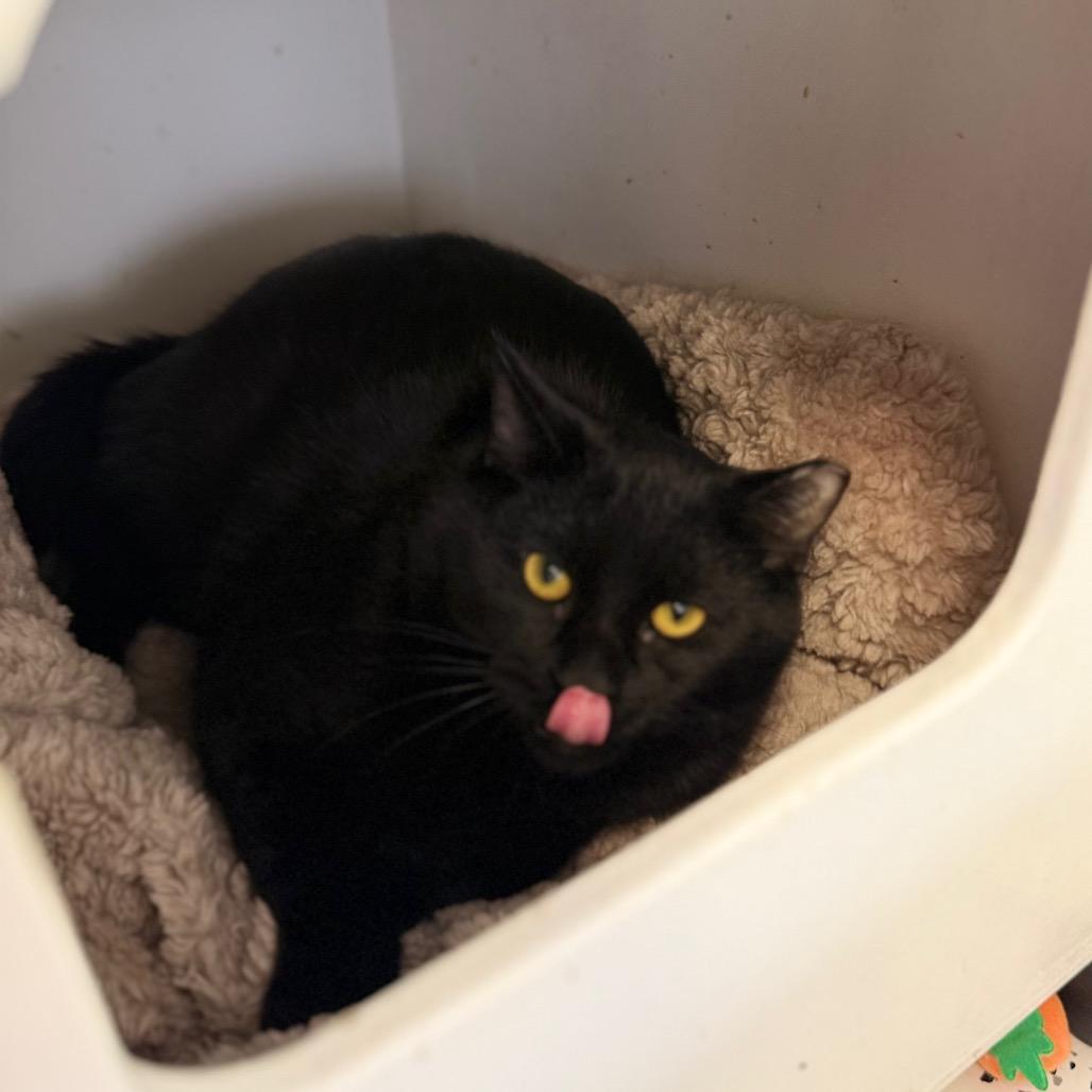 Enlarge Decker, a Adoptable Domestic Short Hair in Portage, MI image 4/4