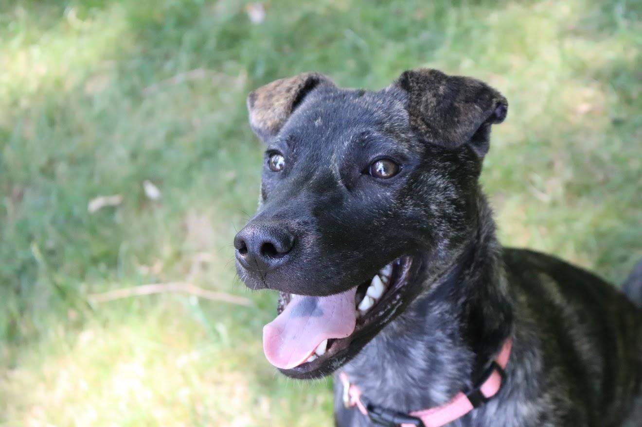 Phoenix, Young Female Terrier