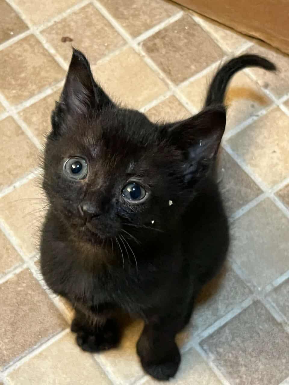 Enlarge Batty, a Adopted mixed breed in Franklin, VA image 2/2