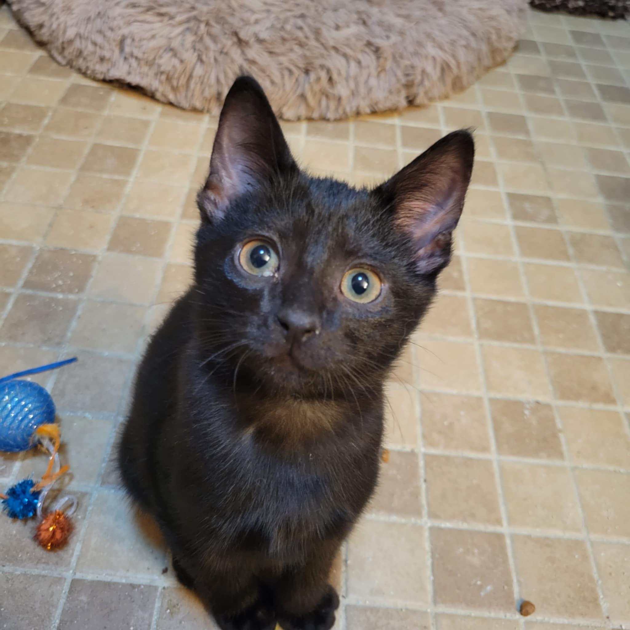 Batty, Adopted, Kitten Male American Shorthair.