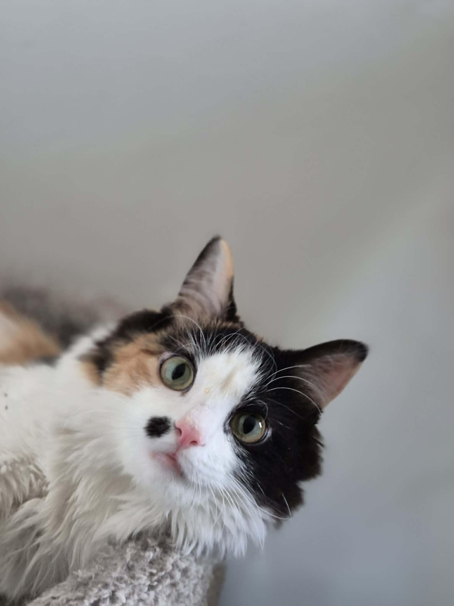 Enlarge Raspberry (cerebellar hypoplasia), an adopted Domestic Long Hair in Stoughton, WI image 6/6