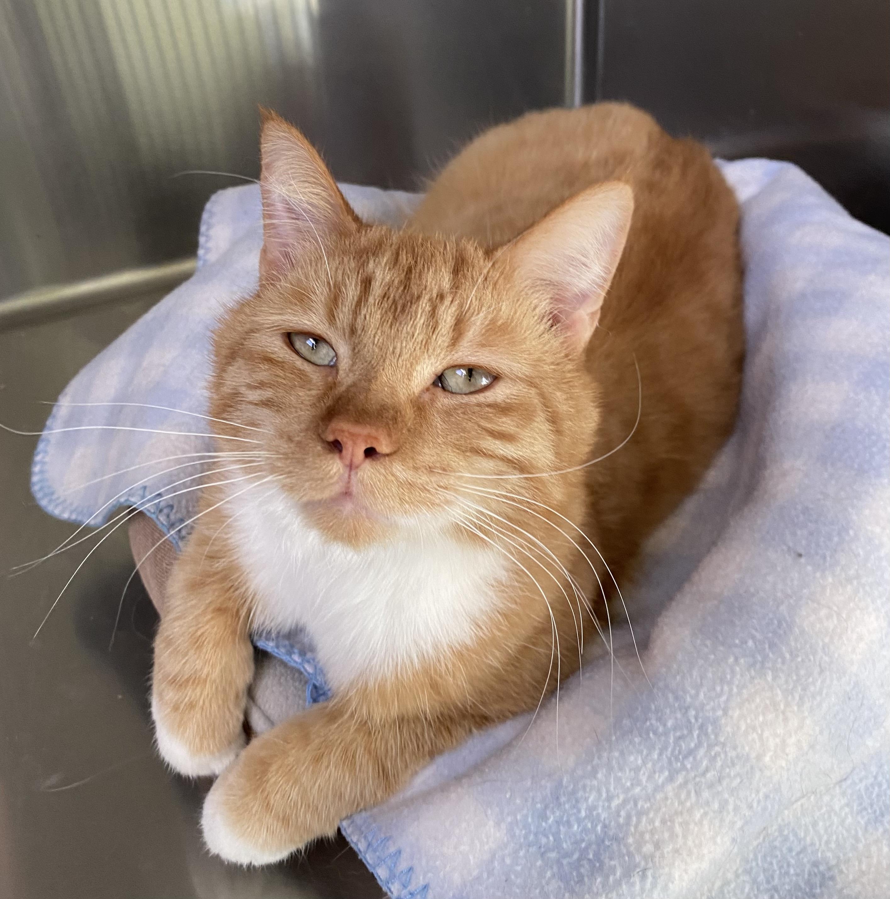 Biscuits, ADOPTABLE, Young Male Domestic Short Hair.