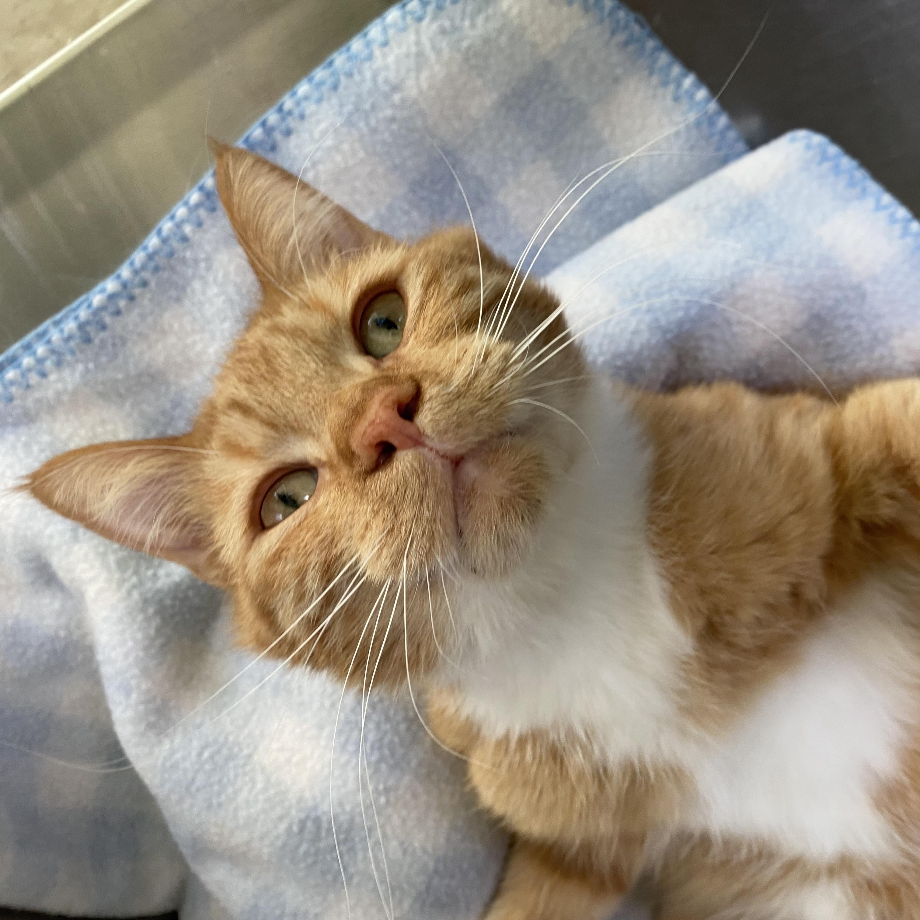 Enlarge Biscuits, a ADOPTABLE Domestic Short Hair in Choteau, MT image 2/3