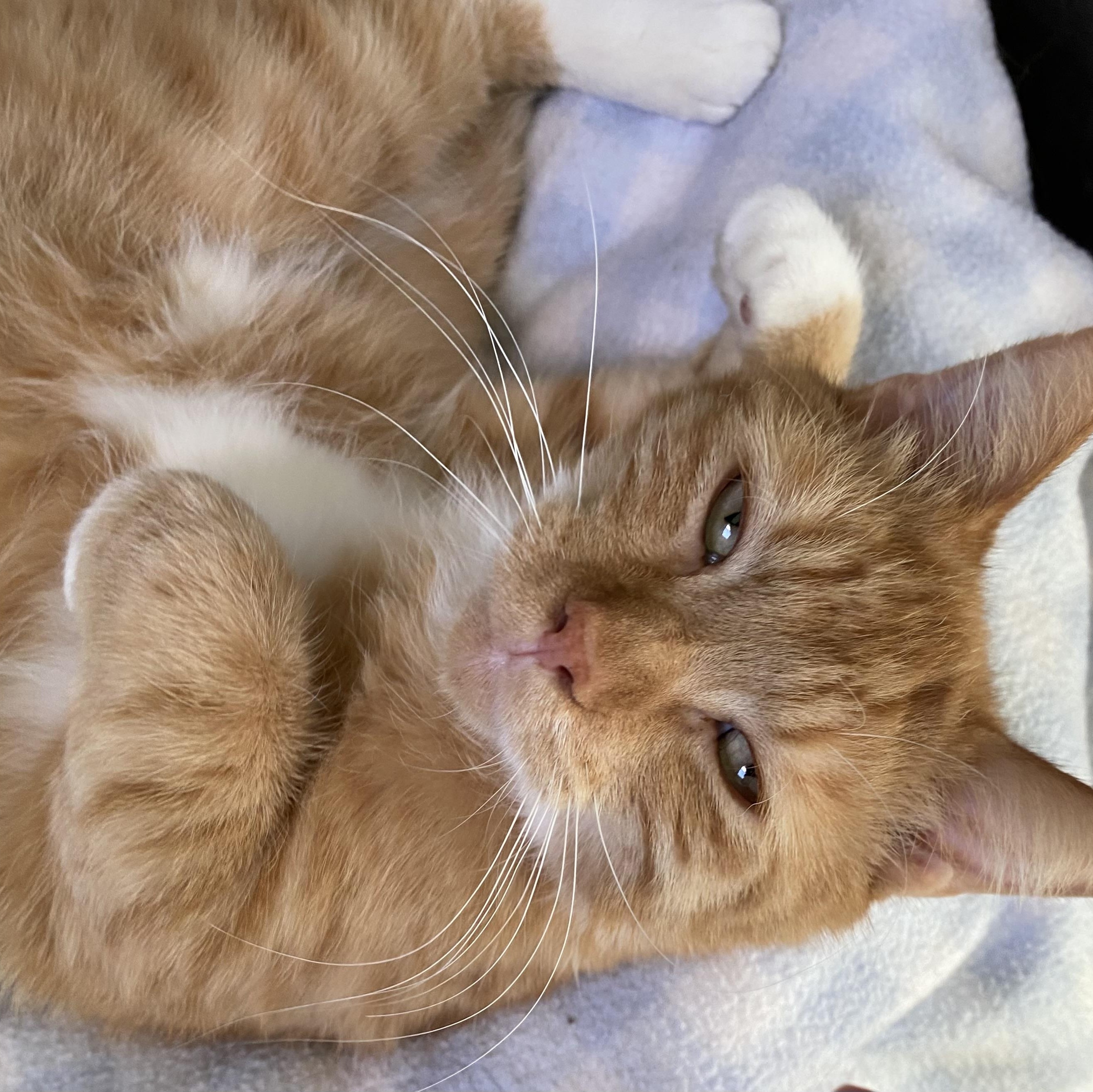Enlarge Biscuits, a ADOPTABLE Domestic Short Hair in Choteau, MT image 3/3