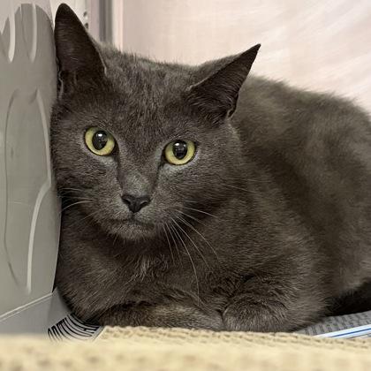 Iris, a ADOPTABLE Domestic Short Hair in North Myrtle Beach, SC image 2/3