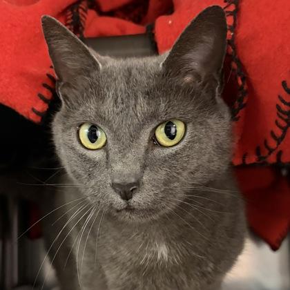 Enlarge Iris, an adoptable Domestic Short Hair in North Myrtle Beach, SC image 2/6