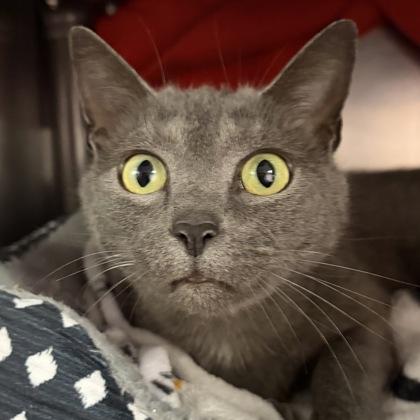 Enlarge Iris, an adoptable Domestic Short Hair in North Myrtle Beach, SC image 3/6