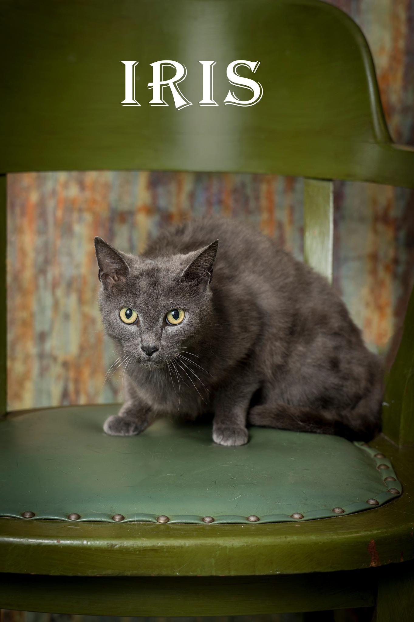 Enlarge Iris, an adoptable Domestic Short Hair in North Myrtle Beach, SC image 4/6