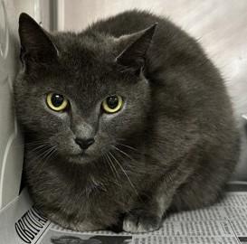 Iris, a ADOPTABLE Domestic Short Hair in North Myrtle Beach, SC image 1/3