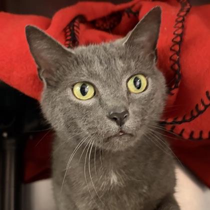 Iris, adoptable, Adult Female Domestic Short Hair.