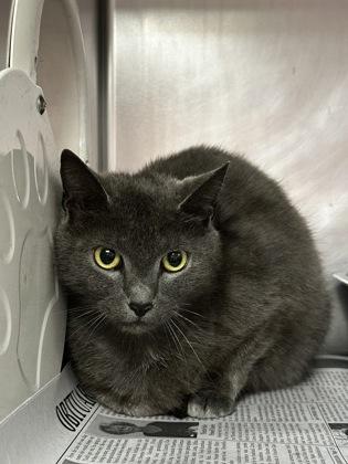 Iris, a ADOPTABLE Domestic Short Hair in North Myrtle Beach, SC image 3/3