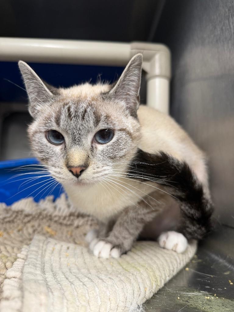 Enlarge Sukie, a Adoptable mixed breed in Hopkinsville, KY image 1/1