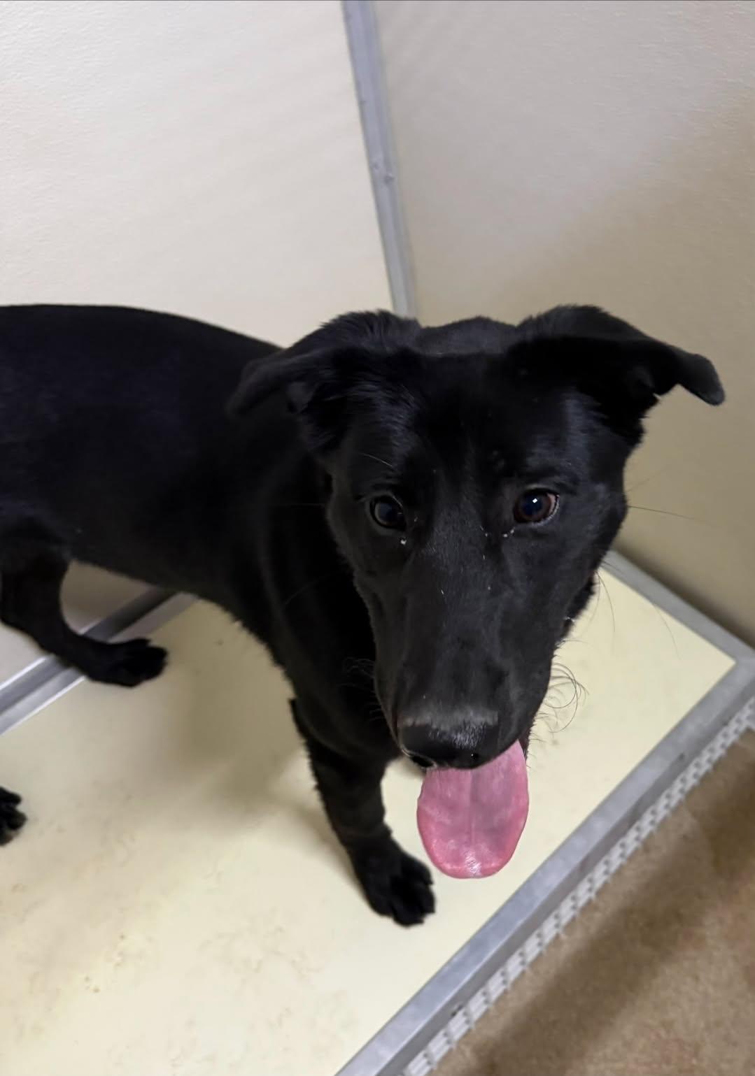 Enlarge Willow, a ADOPTABLE mixed breed in Rawlins, WY image 1/5