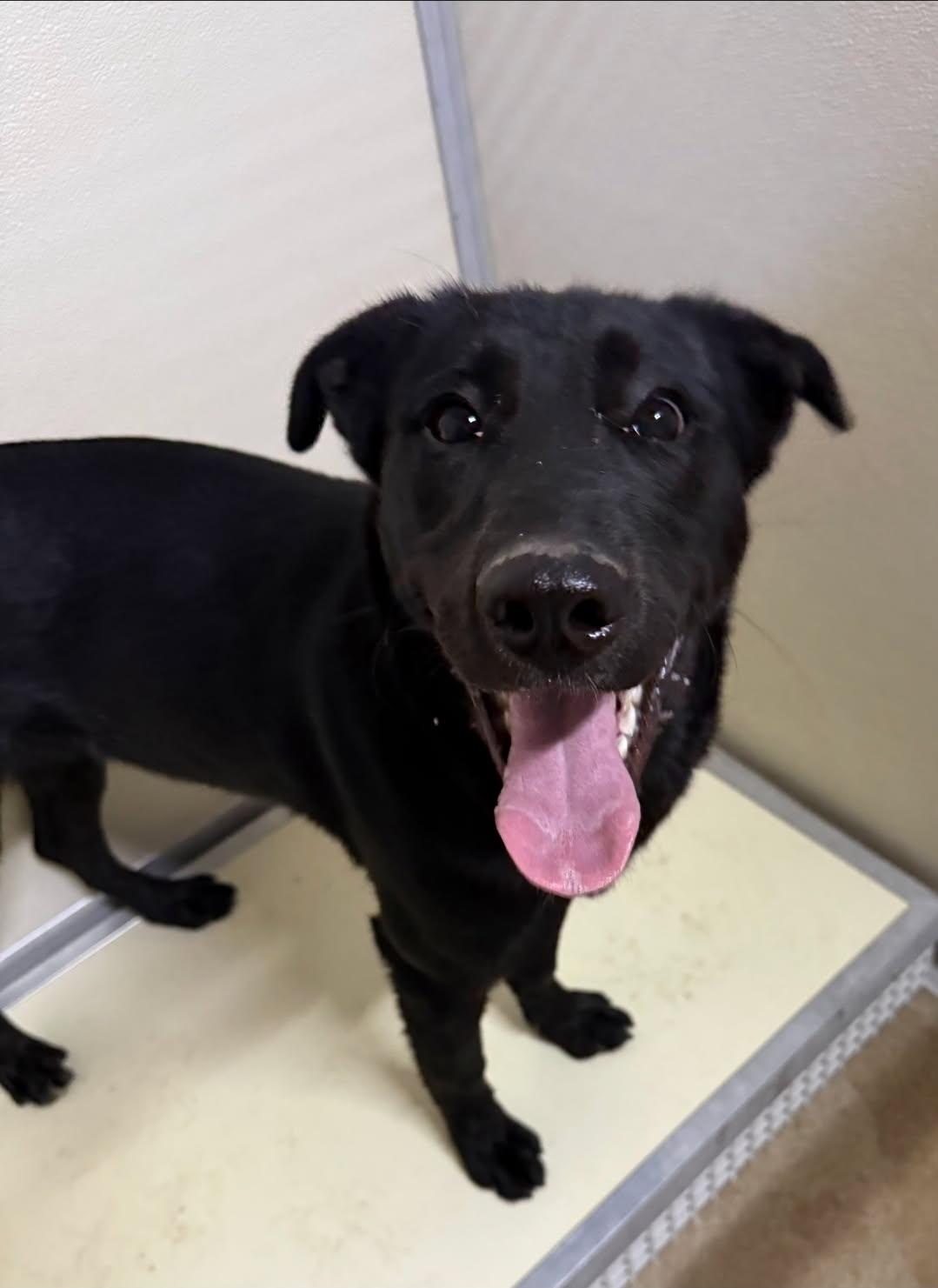 Enlarge Willow, a ADOPTABLE mixed breed in Rawlins, WY image 2/5