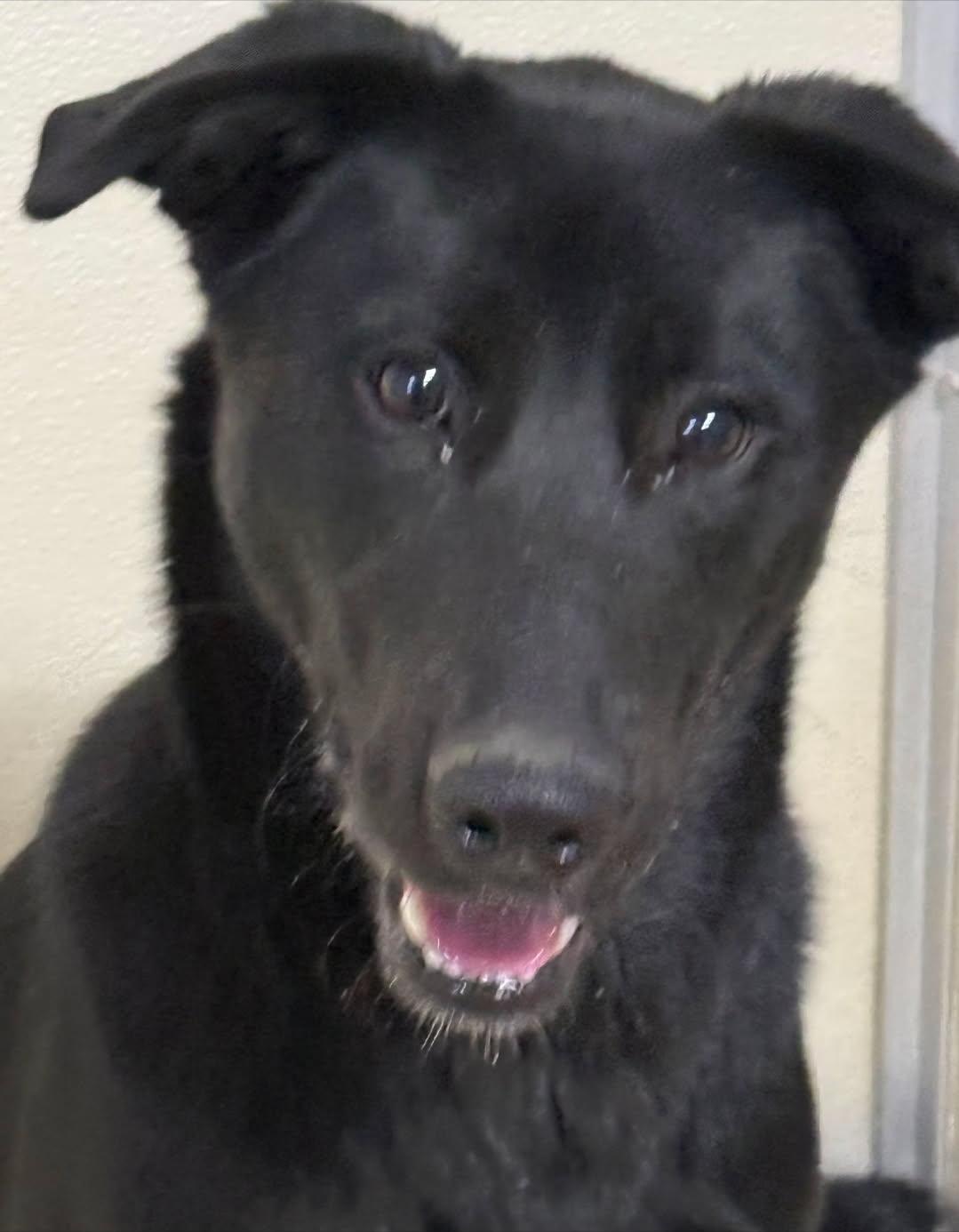 Enlarge Willow, a ADOPTABLE mixed breed in Rawlins, WY image 3/5