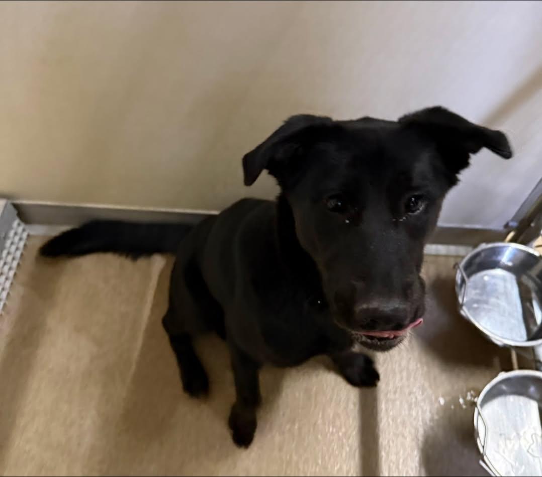 Enlarge Willow, a ADOPTABLE mixed breed in Rawlins, WY image 4/5