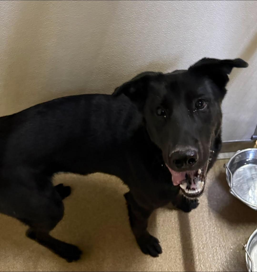 Enlarge Willow, a ADOPTABLE mixed breed in Rawlins, WY image 5/5