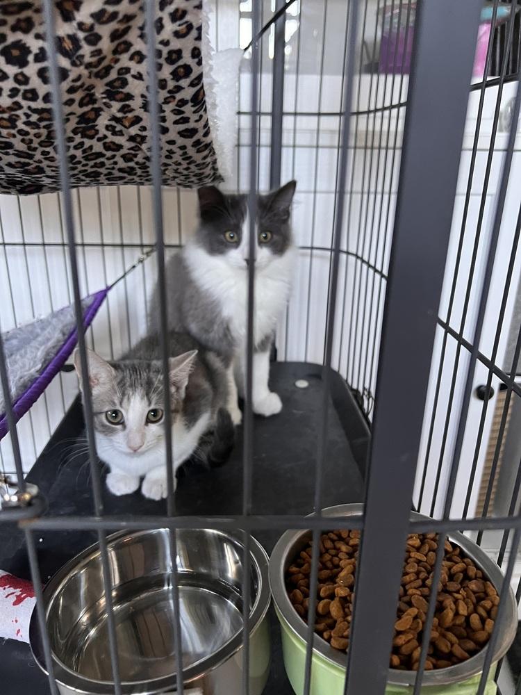 Enlarge Mantis, a Adoptable Domestic Short Hair in Brandon, FL image 1/4