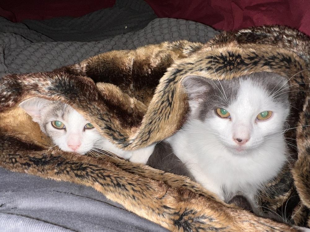 Enlarge Mantis, a Adoptable Domestic Short Hair in Brandon, FL image 2/4