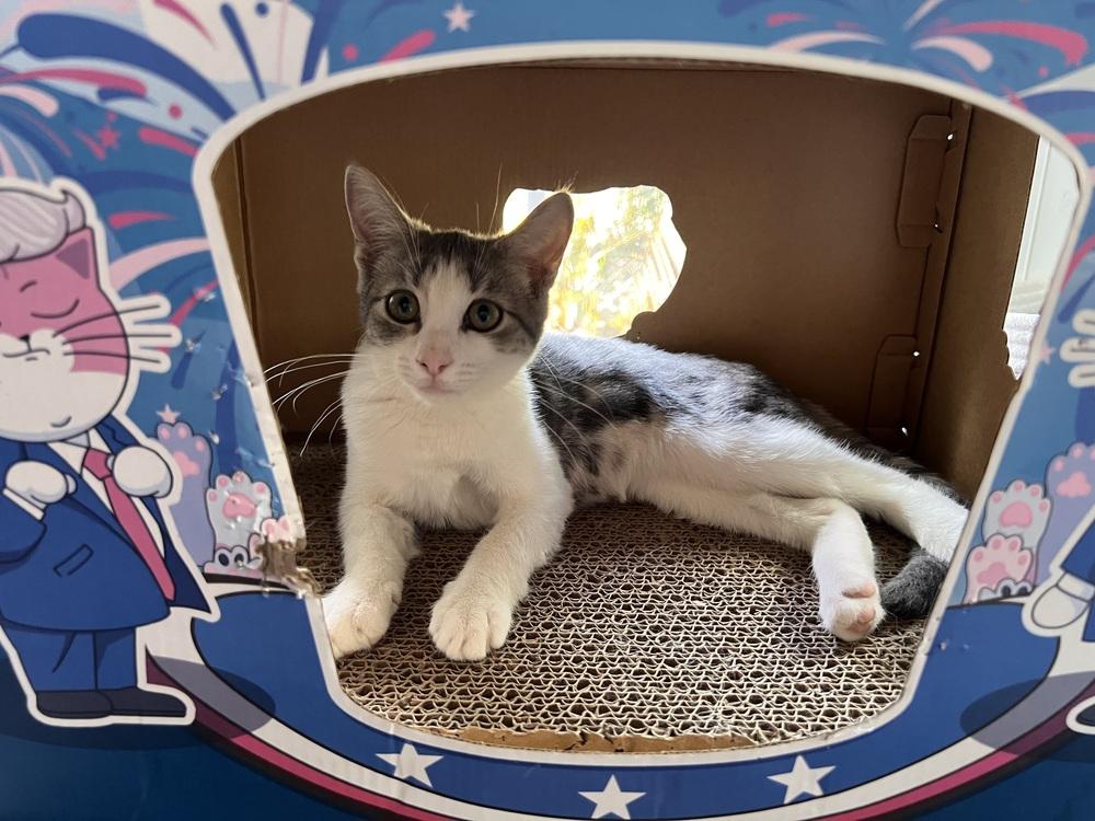 Enlarge Mantis, a Adoptable Domestic Short Hair in Brandon, FL image 3/4