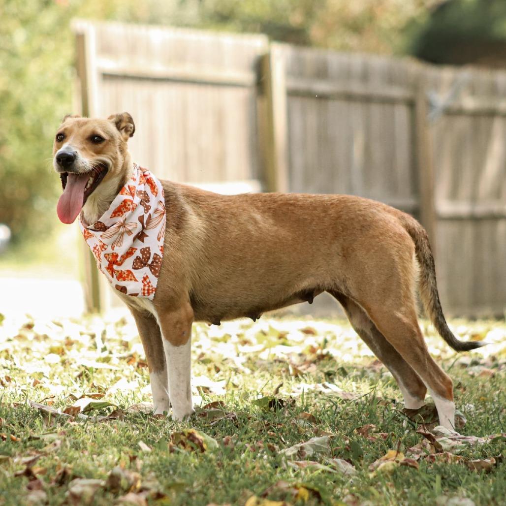 Cindy-Lou, Adoptable, Adult Female Whippet & Smooth Collie.