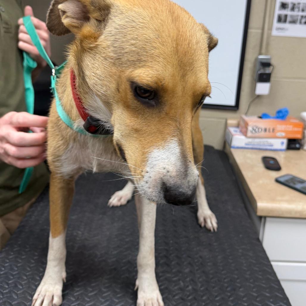 Enlarge Cindy-Lou, a Adoptable mixed breed in Madisonville, KY image 2/4