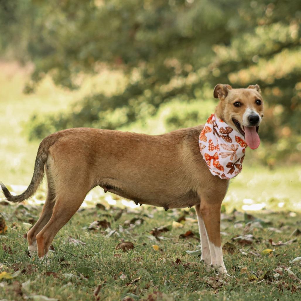 Enlarge Cindy-Lou, a Adoptable mixed breed in Madisonville, KY image 3/4