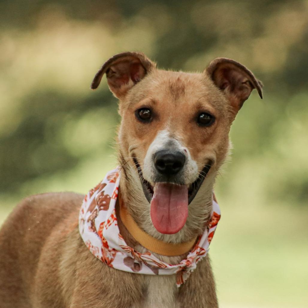 Enlarge Cindy-Lou, a Adoptable mixed breed in Madisonville, KY image 4/4
