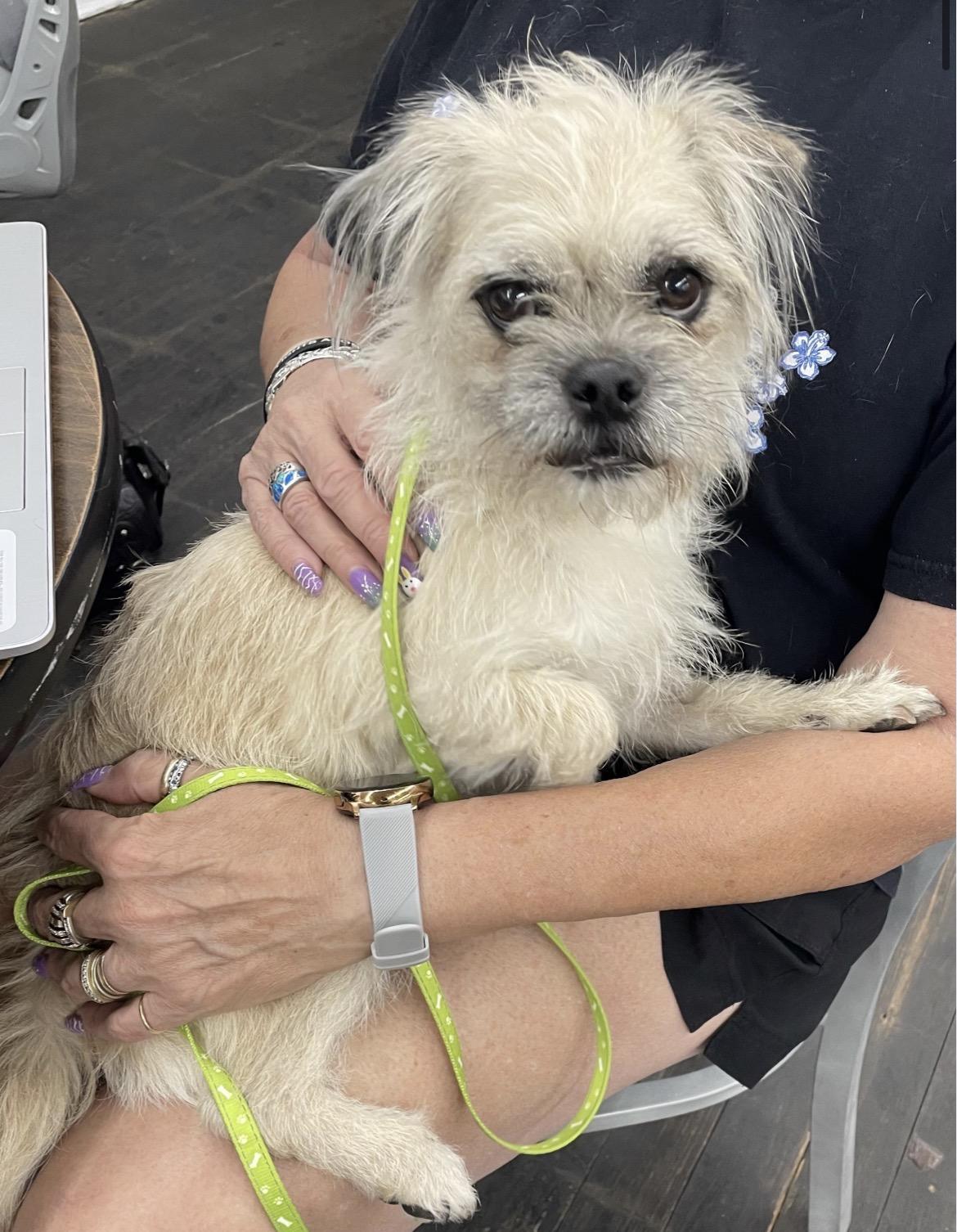 Enlarge Cookie , an adopted mixed breed in Phoenix, AZ image 1/1