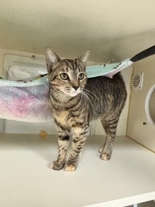 Bonnie, a ADOPTABLE mixed breed in Gloucester, MA image 1/2