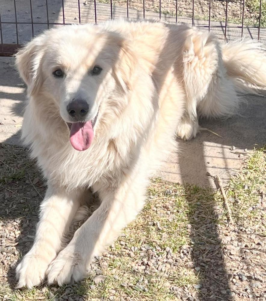 Saul, Adoptable, Adult Male Great Pyrenees.
