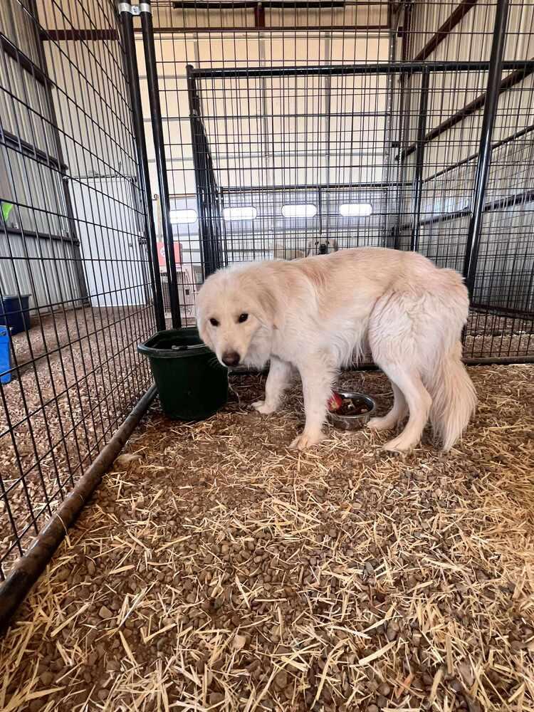 Enlarge Saul, a Adoptable mixed breed in Cortez, CO image 1/3