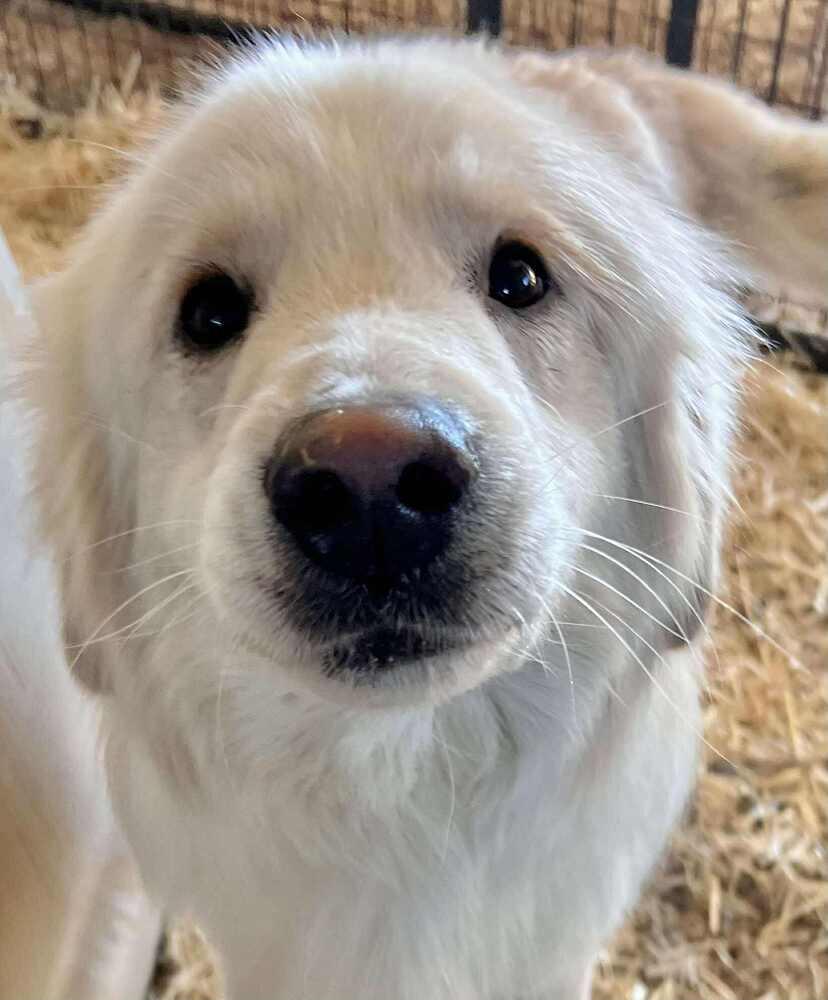 Enlarge Saul, a Adoptable mixed breed in Cortez, CO image 2/3