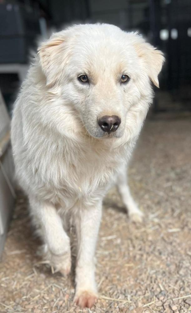 Enlarge Saul, a Adoptable mixed breed in Cortez, CO image 3/3