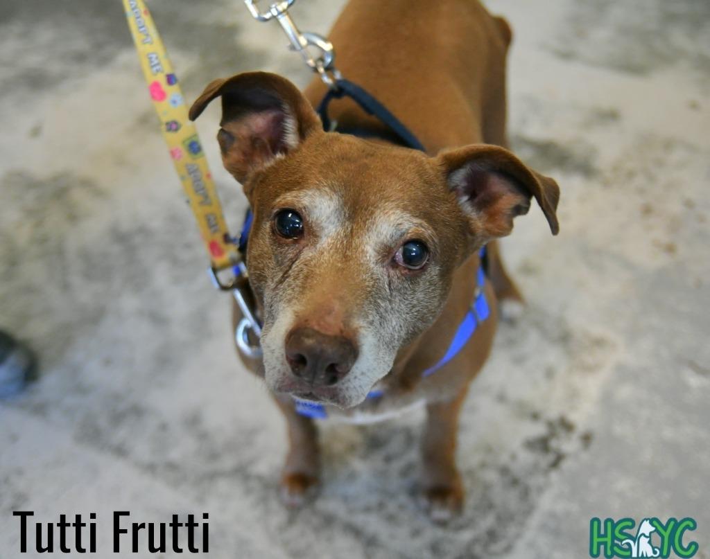 Tutti Frutti, Adoptable, Senior Female Vizsla.