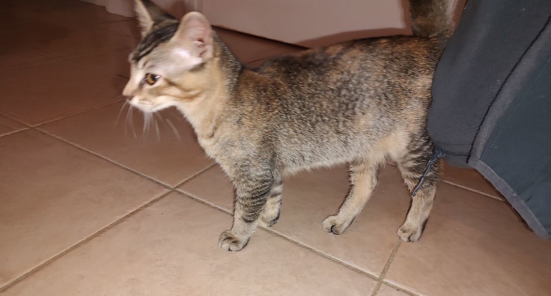 Enlarge Cheri, a Adopted mixed breed in Harned, KY image 1/3