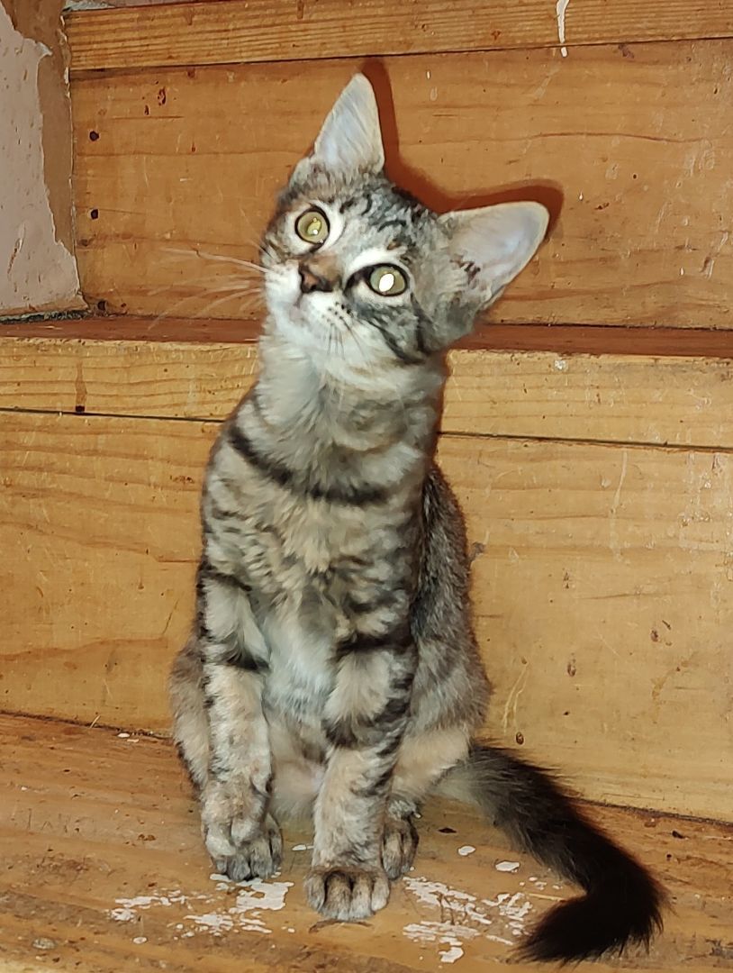 Enlarge Cheri, a Adopted mixed breed in Harned, KY image 2/3