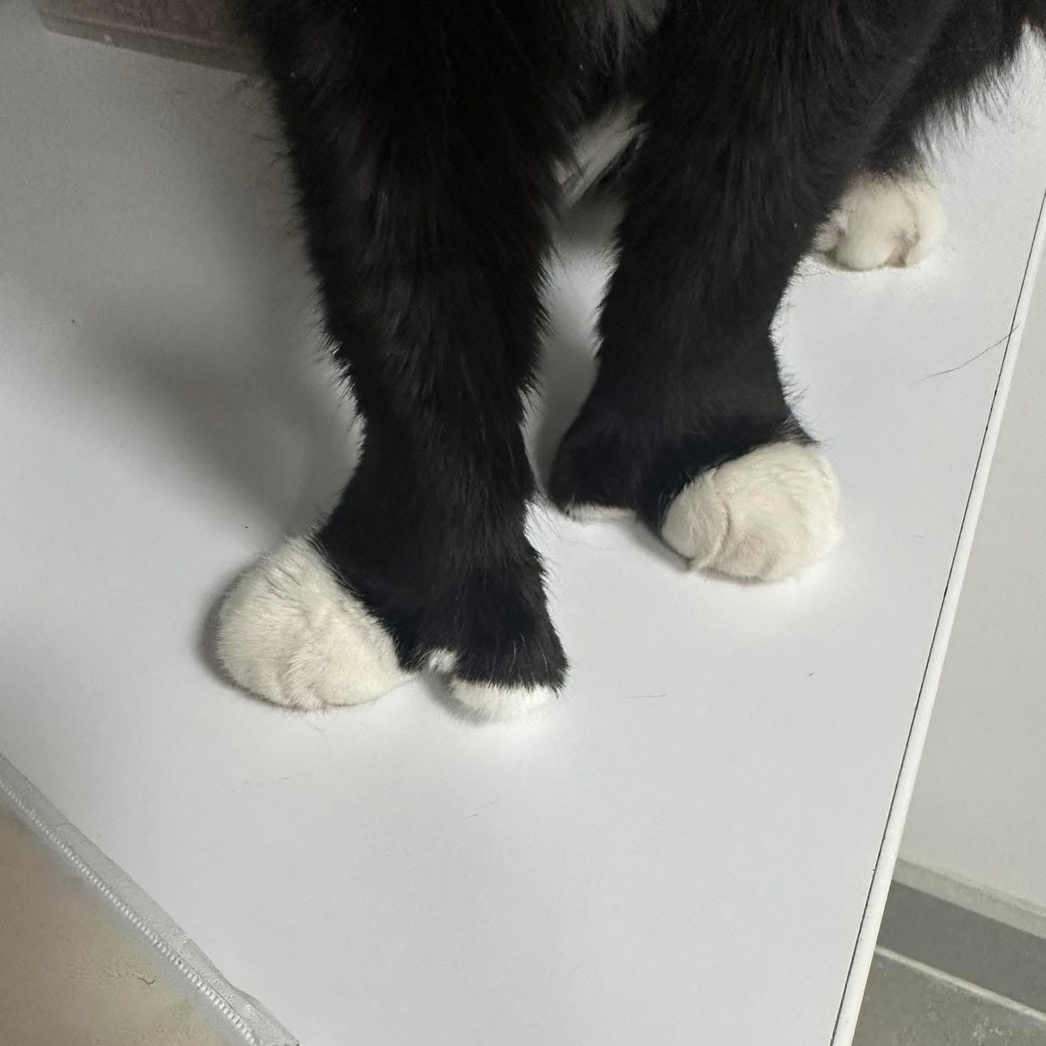 Enlarge Squiggles, a ADOPTABLE Domestic Short Hair in Bourne, MA image 4/4