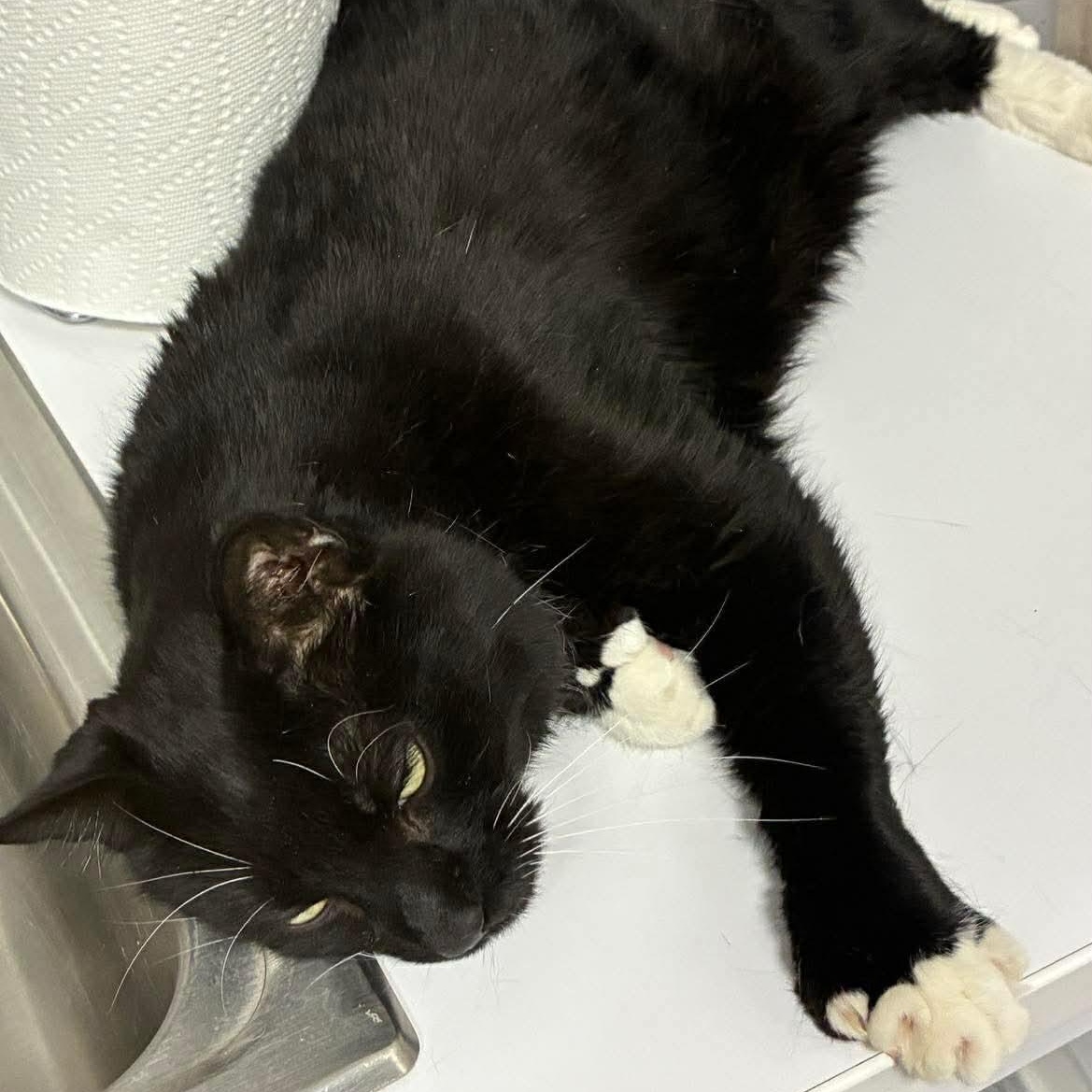 Enlarge Squiggles, a ADOPTABLE Domestic Short Hair in Bourne, MA image 2/4