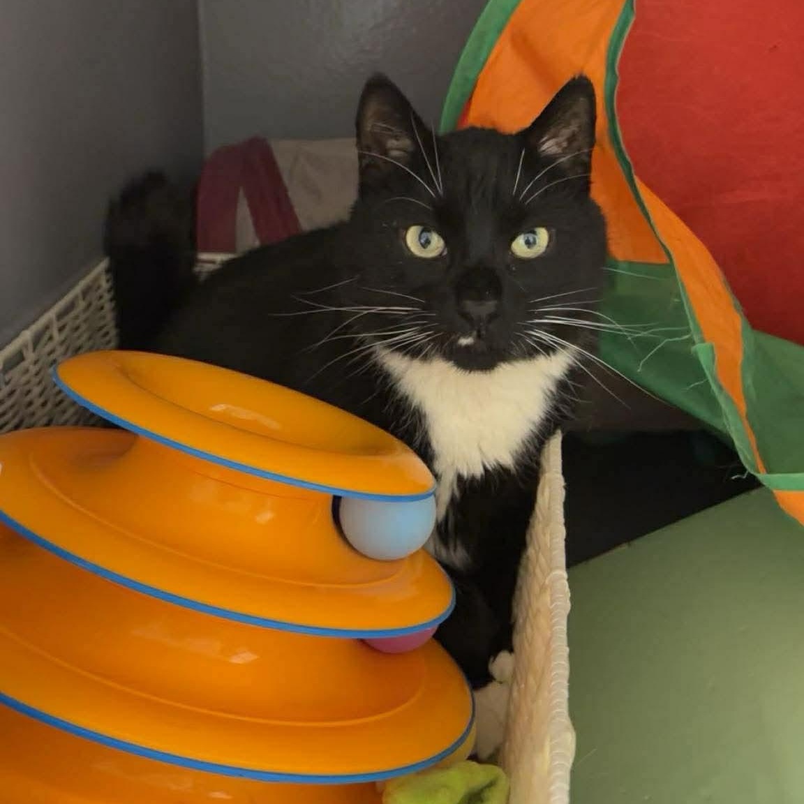 Squiggles, ADOPTABLE, Young Male Domestic Short Hair.