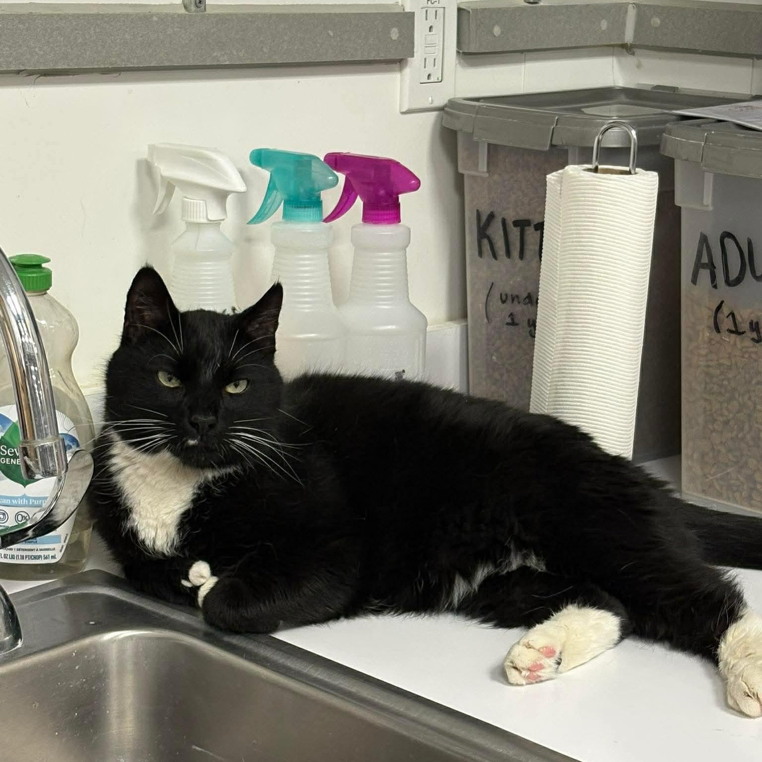 Enlarge Squiggles, a ADOPTABLE Domestic Short Hair in Bourne, MA image 3/4