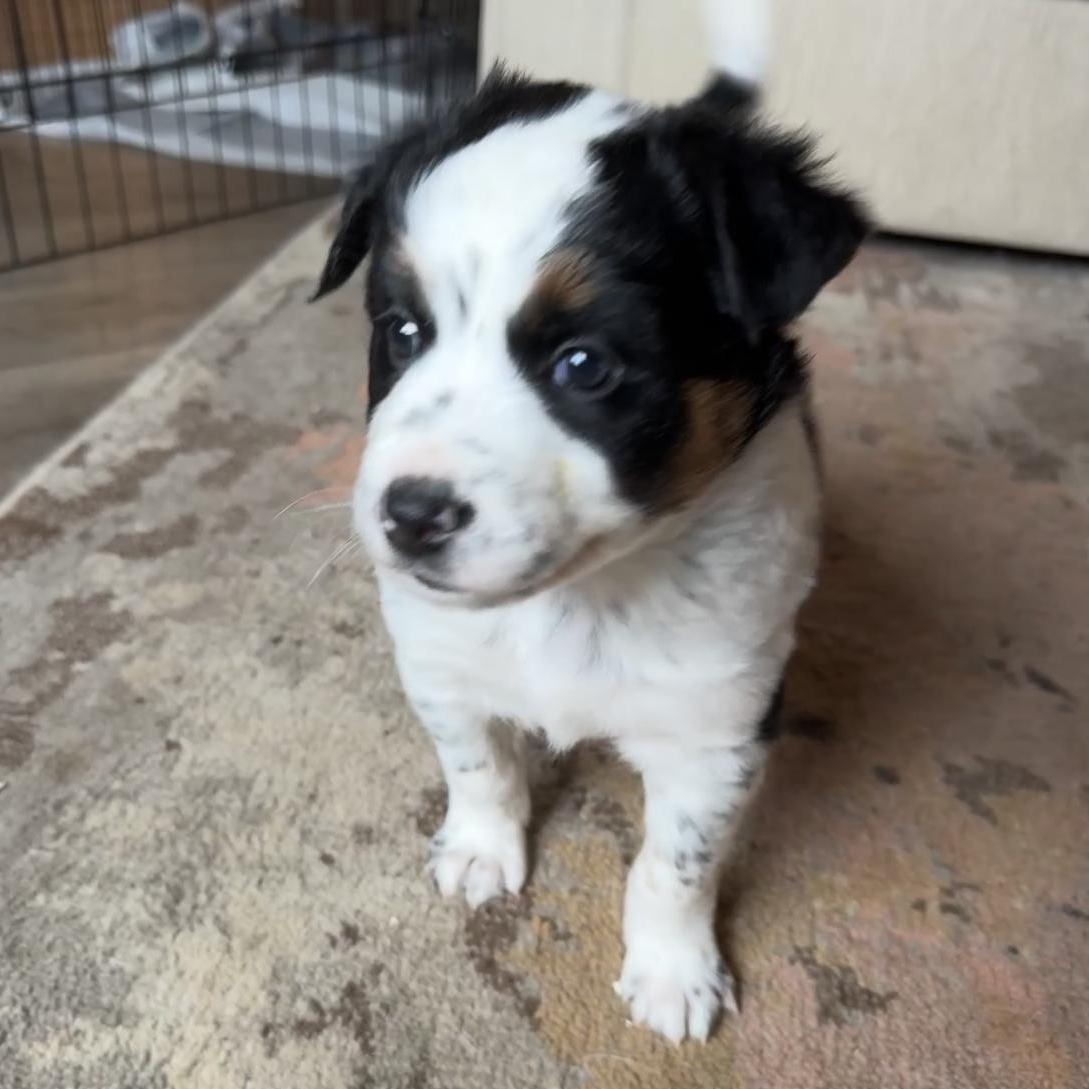 Enlarge Sleepy, a ADOPTABLE mixed breed in Vancouver, WA image 1/4