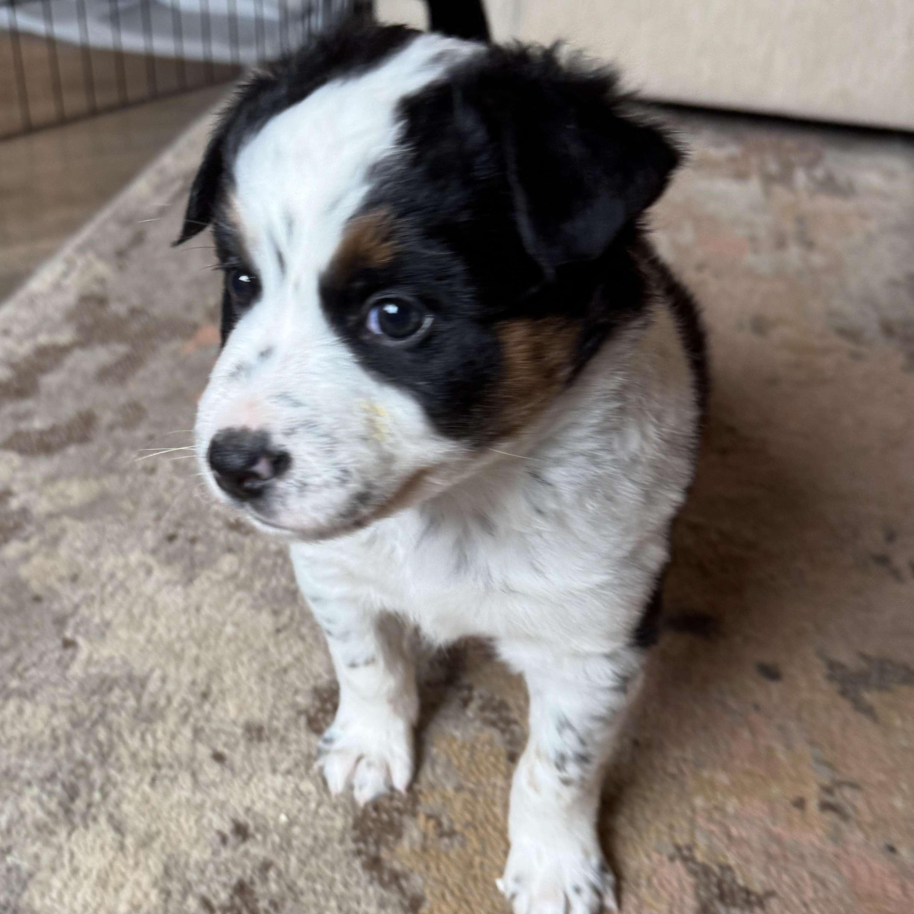 Enlarge Sleepy, a ADOPTABLE mixed breed in Vancouver, WA image 4/4