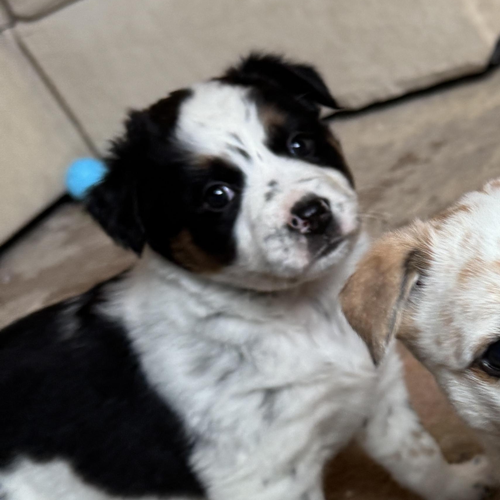 Enlarge Sleepy, a ADOPTABLE mixed breed in Vancouver, WA image 2/4