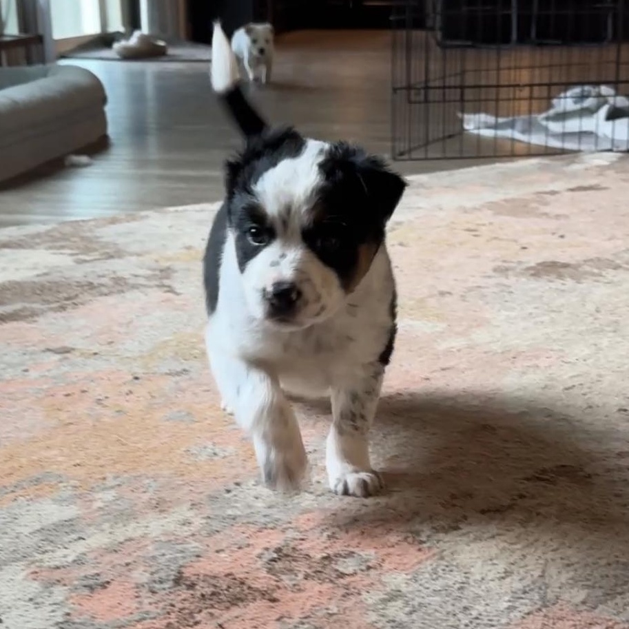 Enlarge Sleepy, a ADOPTABLE mixed breed in Vancouver, WA image 3/4