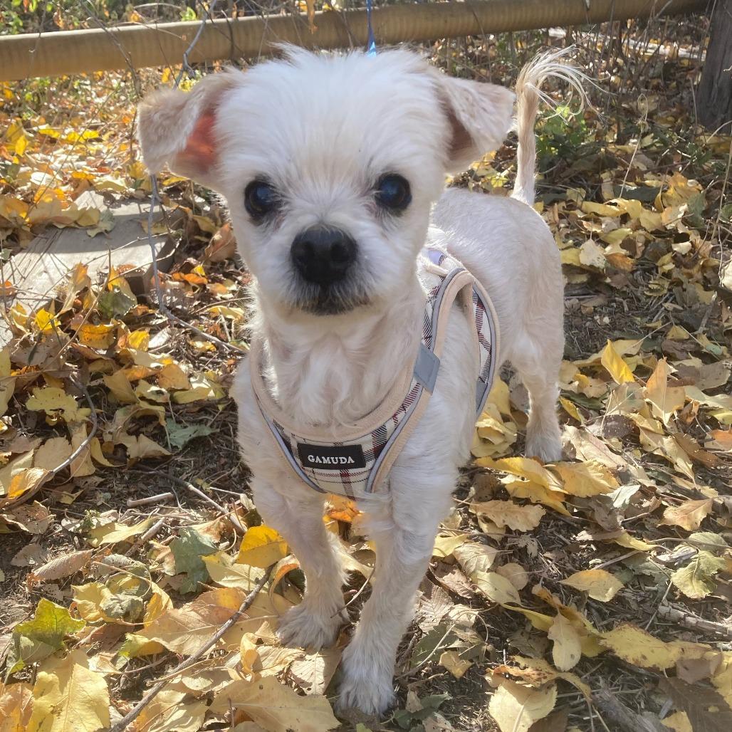 Danny, Adoptable, Senior Male Maltese & Mixed Breed.