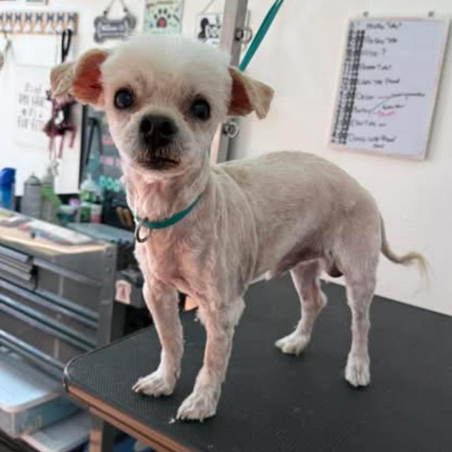 Enlarge Danny, a Adoptable mixed breed in Kim, CO image 2/2