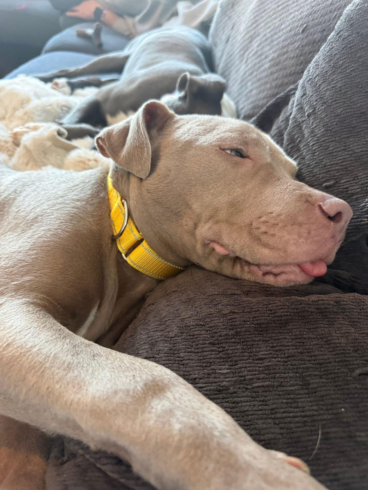 Ice Cube, Adoptable, Puppy Male Pit Bull Terrier.