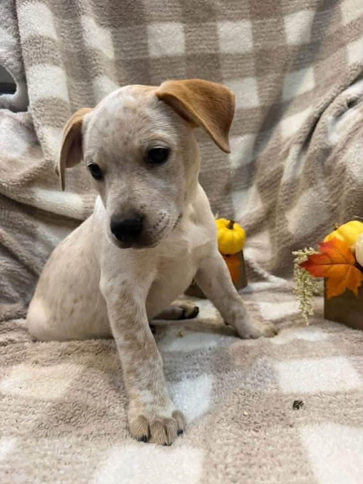 Enlarge Denali- Light Green, a Adoptable Catahoula Leopard Dog in Charlotte, MI image 1/4